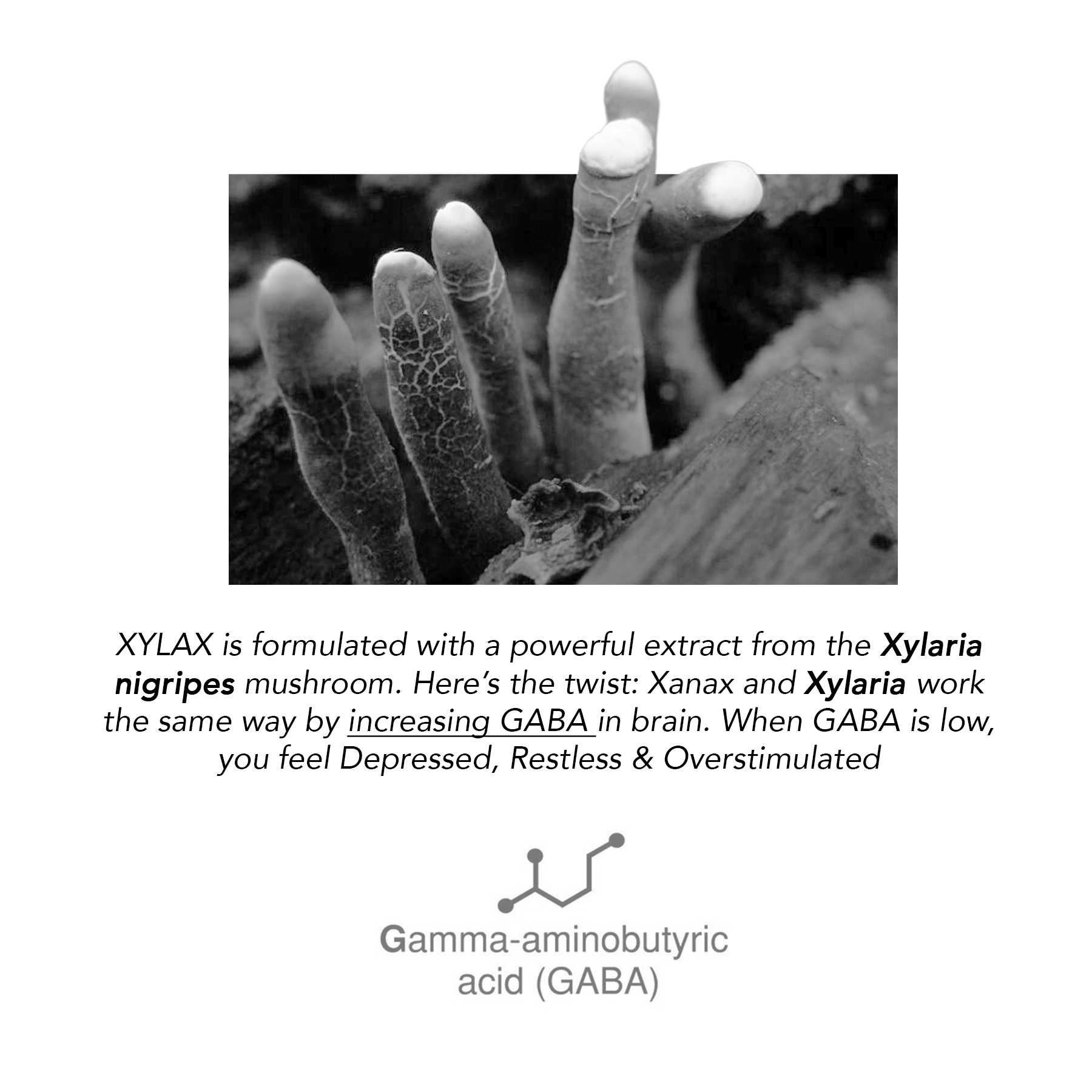 Xylax | Natural Anxiety Support